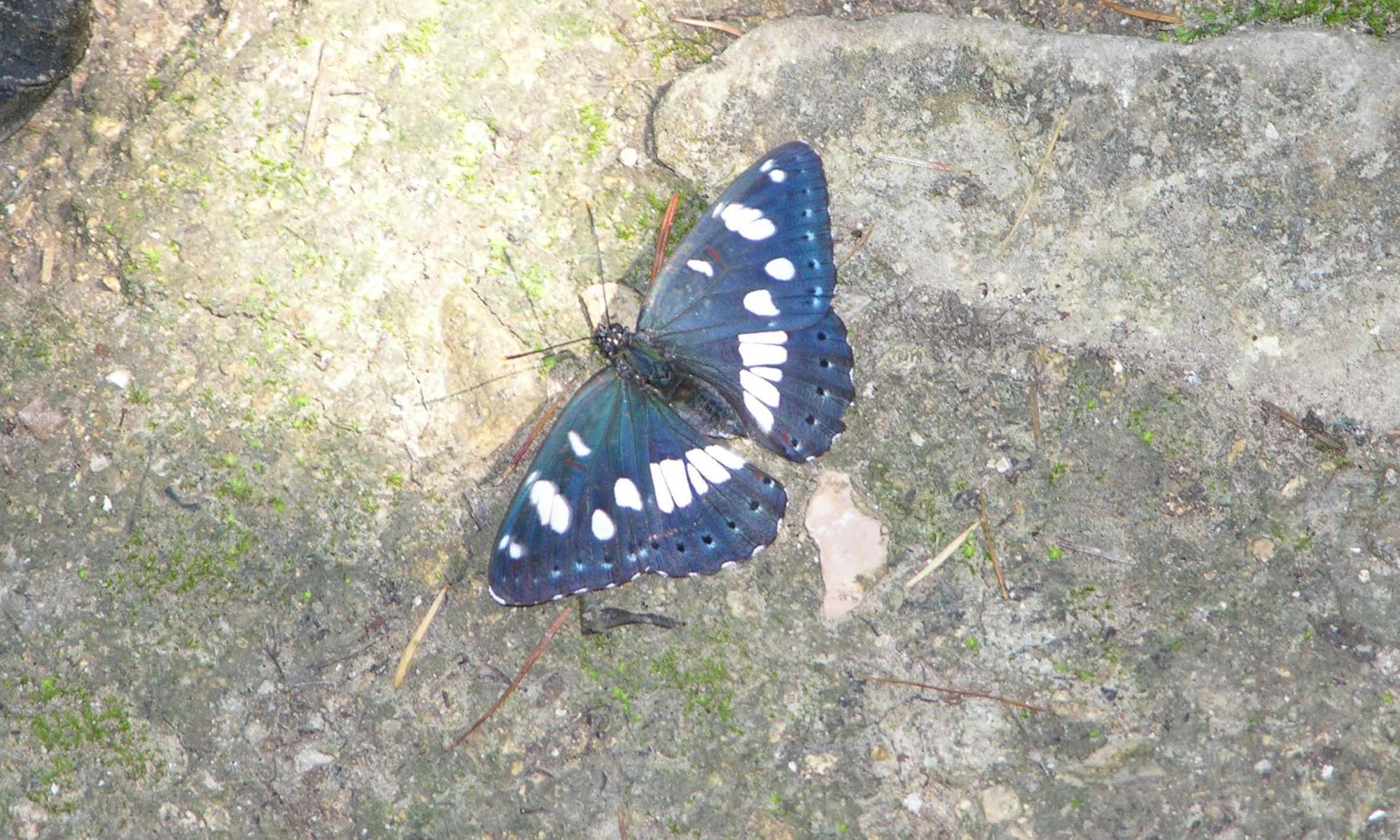 Schmetterling sitzt auf Stein